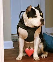 Tank, a male American Bully for sale in Locust Grove, GA – 3 of 3