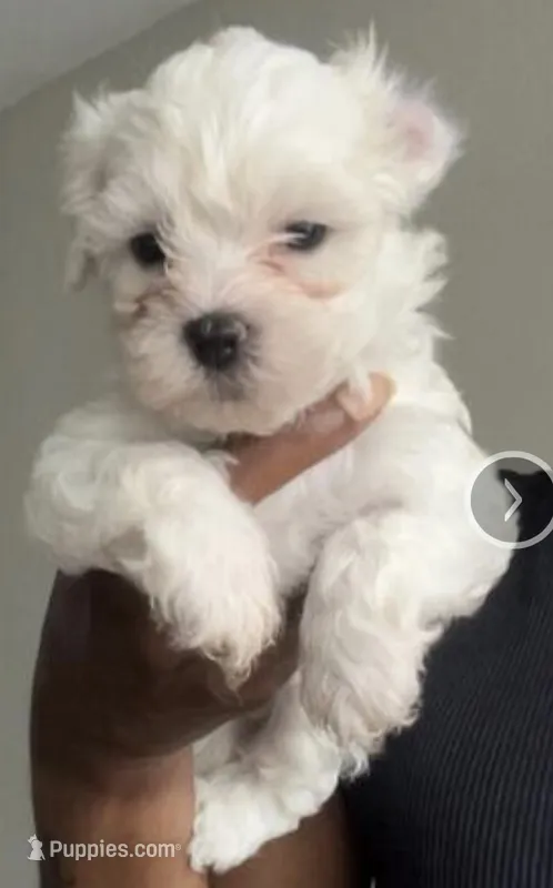 Maltese puppy – Maltese puppy for sale in Houston, TX
