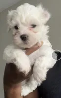 Maltese puppy, a male Maltese for sale in Houston, TX – 1 of 1