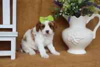 Blair, a female Cavapoo for sale in Conway, AR – 3 of 4