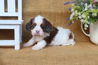 Daisy, a female Cavapoo for sale in Conway, AR – Photo 5 of 5