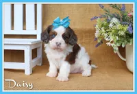 Daisy, a female Cavapoo for sale in Conway, AR – Photo 1 of 5