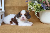 Daisy, a female Cavapoo for sale in Conway, AR – Photo 3 of 5