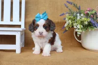 Daisy, a female Cavapoo for sale in Conway, AR – Photo 2 of 5