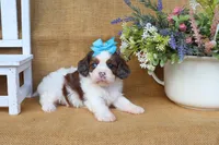 Daisy, a female Cavapoo for sale in Conway, AR – Photo 4 of 5