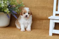 Isaac, a male Cavapoo for sale in Conway, AR – 3 of 5