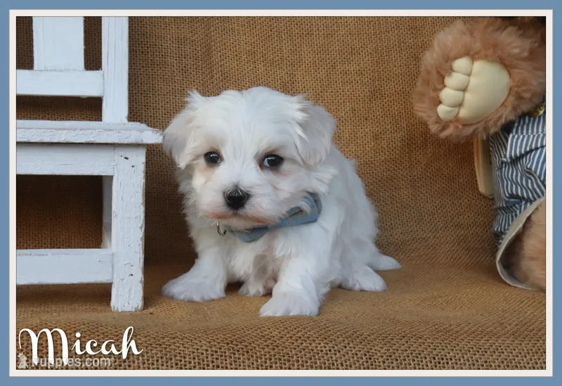 Micah – Maltese puppy for sale in Conway, AR