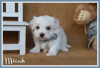 Micah, a male Maltese for sale in Conway, AR – 1 of 7