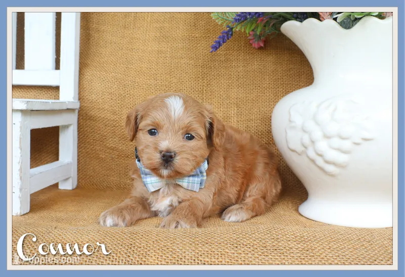 Connor – Havapoo puppy for sale in Conway, AR