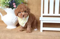 William, a male Poodle - Toy  for sale in Conway, AR – 4 of 5