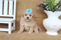 June, a female Poochon for sale in Conway, AR – 4 of 5