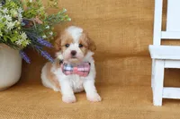 Isaac, a male Cavapoo for sale in Conway, AR – 4 of 5