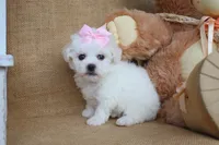 Bailey, a female Bichon Frise for sale in Conway, AR – Photo 4 of 4