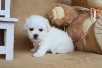 Bailey, a female Bichon Frise for sale in Conway, AR – Photo 3 of 4