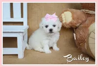 Bailey, a female Bichon Frise for sale in Conway, AR – Photo 1 of 4