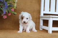 Owen, a male Poodle - Miniature  for sale in Conway, AR – 6 of 6