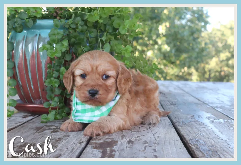 Cash – Cavapoo puppy for sale in Conway, AR