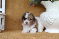 Dylan, a male Poodle - Toy  for sale in Conway, AR – 2 of 4