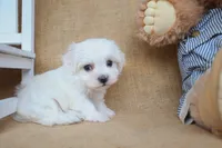 Maverick, a male Maltese for sale in Conway, AR – Photo 2 of 5