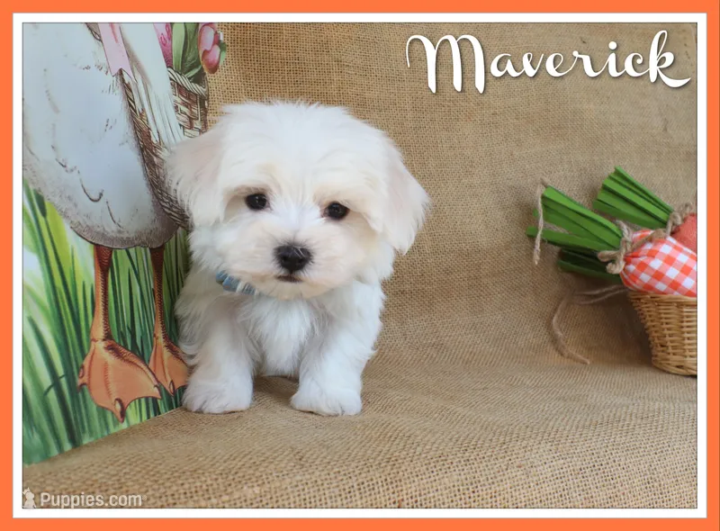 Maverick – Maltese puppy for sale in Conway, AR