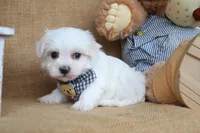 Maverick, a male Maltese for sale in Conway, AR – Photo 3 of 5