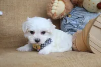 Maverick, a male Maltese for sale in Conway, AR – Photo 5 of 5