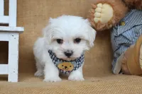 Maverick, a male Maltese for sale in Conway, AR – Photo 4 of 5