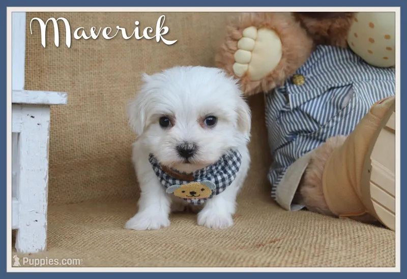 Maverick – Maltese puppy for sale in Conway, AR