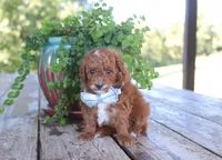 Theo, a male Poodle - Toy  for sale in Conway, AR – 3 of 5