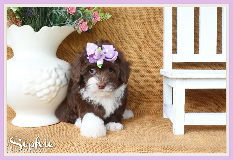 Sophie – Yorkipoo puppy for sale in Conway, AR
