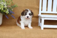 Ivy, a female Cavapoo for sale in Conway, AR – 3 of 5