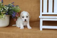 Trinity, a female Cavachon for sale in Conway, AR – 6 of 6