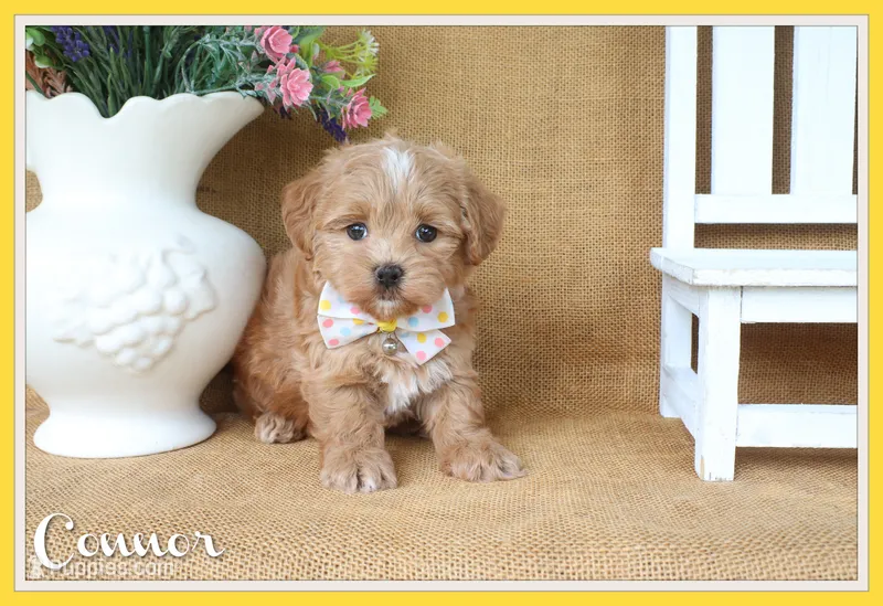 Connor – Havapoo puppy for sale in Conway, AR