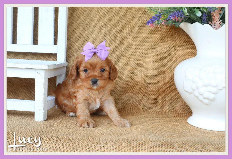 Lucy – Cavapoo puppy for sale in Conway, AR