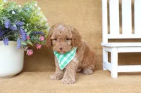 Rowan, a male Cavapoo for sale in Conway, AR – 2 of 5