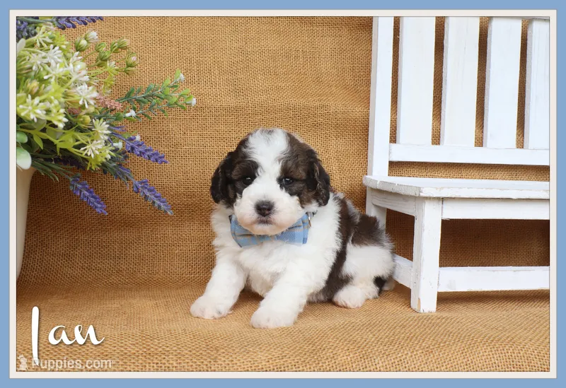 Ian – Cavapoo puppy for sale in Conway, AR