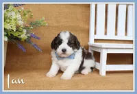 Ian, a male Cavapoo for sale in Conway, AR – 1 of 5