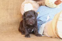 River, a male Yorkipoo for sale in Conway, AR – 2 of 5