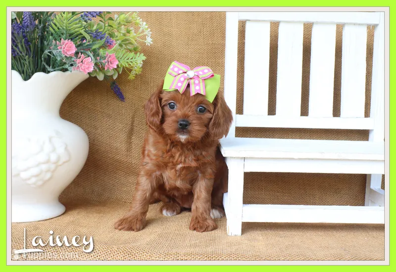 Lainey – Cavapoo puppy for sale in Conway, AR