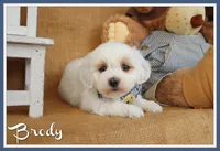 Brody, a male Maltipoo for sale in Conway, AR – Photo 1 of 10