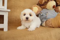 Brody, a male Maltipoo for sale in Conway, AR – Photo 6 of 10