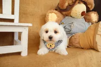 Brody, a male Maltipoo for sale in Conway, AR – Photo 2 of 10