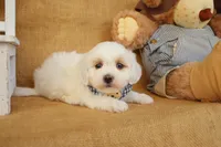 Brody, a male Maltipoo for sale in Conway, AR – Photo 7 of 10