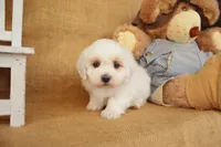 Brody, a male Maltipoo for sale in Conway, AR – Photo 8 of 10