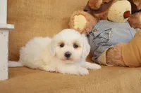 Brody, a male Maltipoo for sale in Conway, AR – Photo 10 of 10