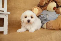 Brody, a male Maltipoo for sale in Conway, AR – Photo 3 of 10