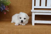 Aurora, a female Bichon Frise for sale in Conway, AR – 7 of 7