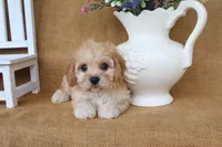Tessa, a female Cavachon for sale in Conway, AR – 2 of 5