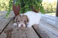 Nyla, a female Poodle - Toy  for sale in Conway, AR – 3 of 5