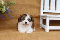Ivy, a female Cavapoo for sale in Conway, AR – 5 of 5